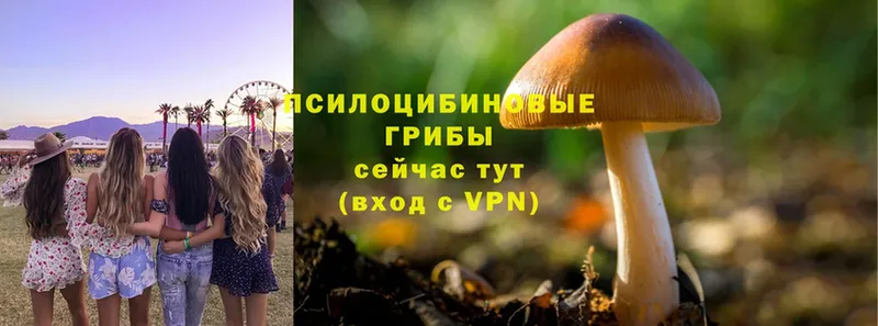 Галлюциногенные грибы Psilocybe  Кинешма 